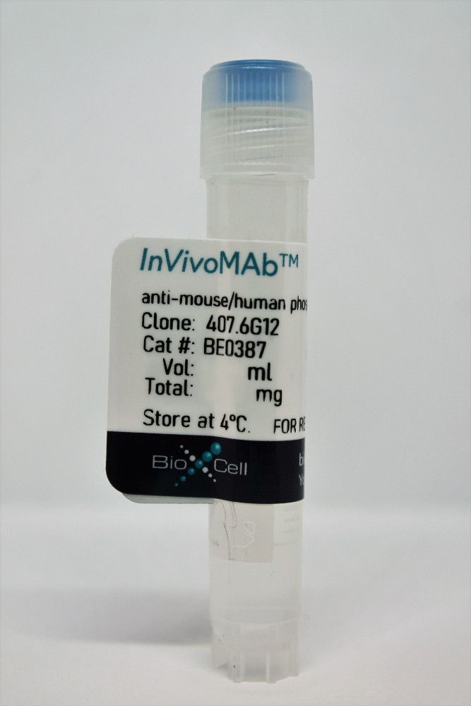InVivoMAb anti-rat CD80 (B7-1)