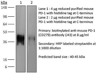 InVivoPlus anti-mouse PD-1 (CD279, Clone: J43) | Bio X Cell