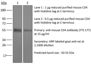 InVivoMAb anti-rat CD4